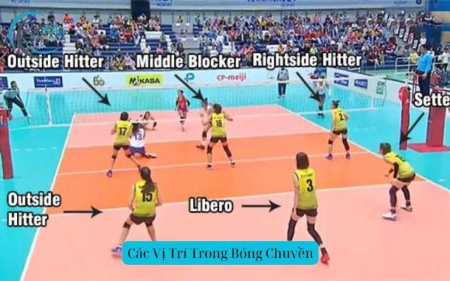 hiểu Các Vị Trí Trong Bóng Chuyền